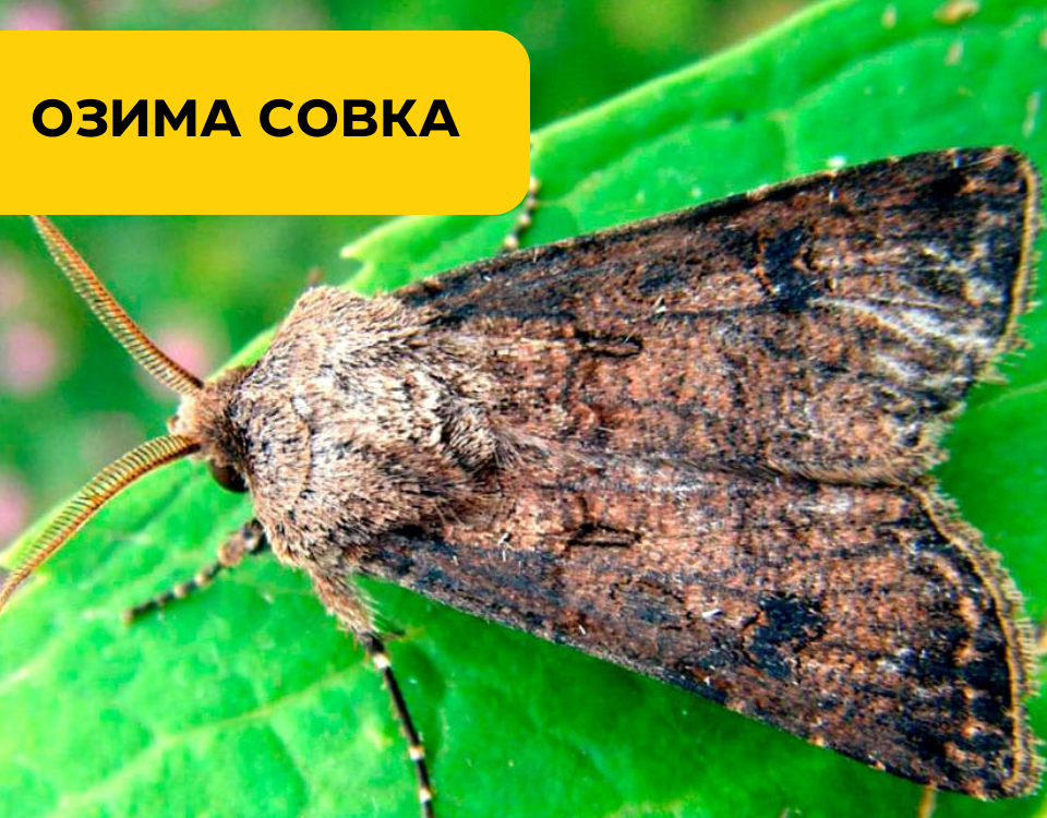 Озима совка: нейтралізуємо шкідника разом!